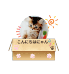 わんこ・にゃんこ（個別スタンプ：4）
