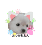 わんこ・にゃんこ（個別スタンプ：7）