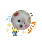 わんこ・にゃんこ（個別スタンプ：12）