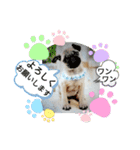 わんこ・にゃんこ（個別スタンプ：13）