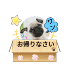 わんこ・にゃんこ（個別スタンプ：19）