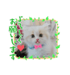 わんこ・にゃんこ（個別スタンプ：22）