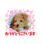 わんこ・にゃんこ（個別スタンプ：24）