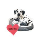 犬猫スタンプ②（個別スタンプ：1）
