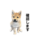 犬猫スタンプ②（個別スタンプ：3）