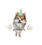 犬猫スタンプ②（個別スタンプ：4）
