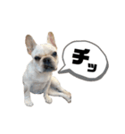 犬猫スタンプ②（個別スタンプ：6）