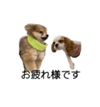 犬猫スタンプ②（個別スタンプ：10）