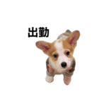 犬猫スタンプ②（個別スタンプ：11）