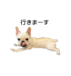 犬猫スタンプ②（個別スタンプ：12）