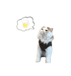 犬猫スタンプ②（個別スタンプ：17）