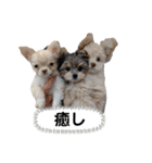犬猫スタンプ②（個別スタンプ：18）