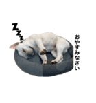犬猫スタンプ②（個別スタンプ：20）
