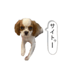 犬猫スタンプ②（個別スタンプ：23）