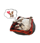 犬猫スタンプ②（個別スタンプ：24）