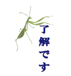 カマキリ4からーBIG（個別スタンプ：40）