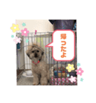 トイプードルのゆずとすずめ4（個別スタンプ：3）