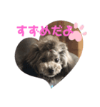 トイプードルのゆずとすずめ4（個別スタンプ：6）