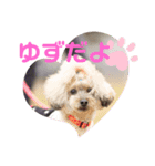 トイプードルのゆずとすずめ4（個別スタンプ：7）