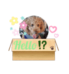 coco 20210325（個別スタンプ：2）