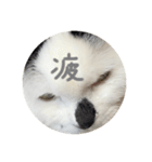 しろいからしらたま〜まるいおにぎり〜（個別スタンプ：5）