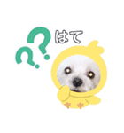 ターボーとハックン（個別スタンプ：6）