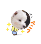ターボーとハックン（個別スタンプ：16）