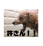 トイプードルの小太郎(実写)（個別スタンプ：5）