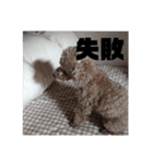 トイプードルの小太郎(実写)（個別スタンプ：6）