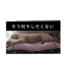 トイプードルの小太郎(実写)（個別スタンプ：7）