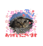 にゃんずレンジャー（個別スタンプ：1）
