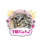 にゃんずレンジャー（個別スタンプ：12）