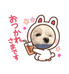 くぅーすけスタンプ（個別スタンプ：7）