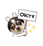 チョコとさくら➓（個別スタンプ：4）