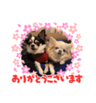 チョコとさくら➓（個別スタンプ：7）