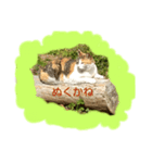 福岡の田舎の丸太猫（個別スタンプ：1）