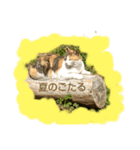 福岡の田舎の丸太猫（個別スタンプ：3）