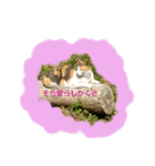 福岡の田舎の丸太猫（個別スタンプ：5）