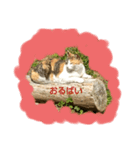 福岡の田舎の丸太猫（個別スタンプ：8）