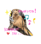 おばちゃんネコ（個別スタンプ：8）