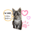 おばちゃんネコ（個別スタンプ：14）