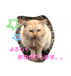 おばちゃんネコ（個別スタンプ：15）