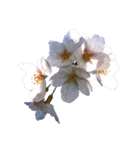 桜咲く桜の写真スタンプ 文字なし（個別スタンプ：1）