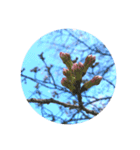 桜咲く桜の写真スタンプ 文字なし（個別スタンプ：2）