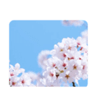桜咲く桜の写真スタンプ 文字なし（個別スタンプ：6）
