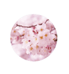桜咲く桜の写真スタンプ 文字なし（個別スタンプ：8）