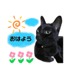黒猫てんくん（個別スタンプ：1）
