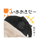 黒猫てんくん（個別スタンプ：2）