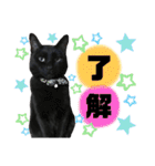 黒猫てんくん（個別スタンプ：7）