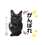 黒猫てんくん（個別スタンプ：9）